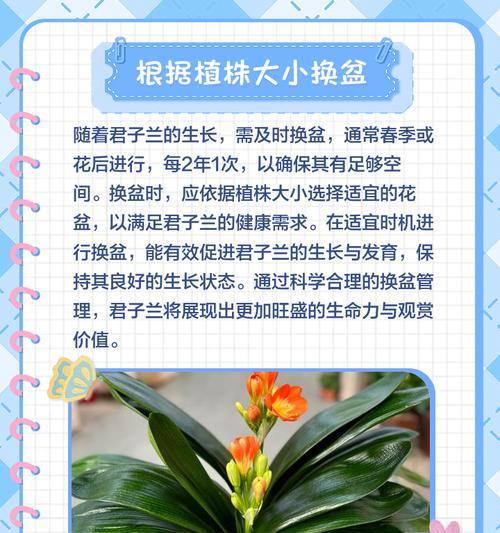 君子兰新购后换盆方法？换盆步骤和注意事项有哪些？
