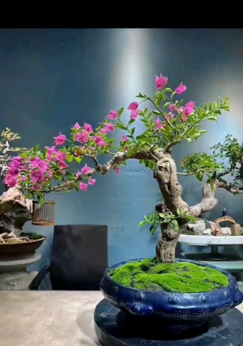 提根三角梅桩怎么养粗？如何让三角梅桩变得更粗壮？