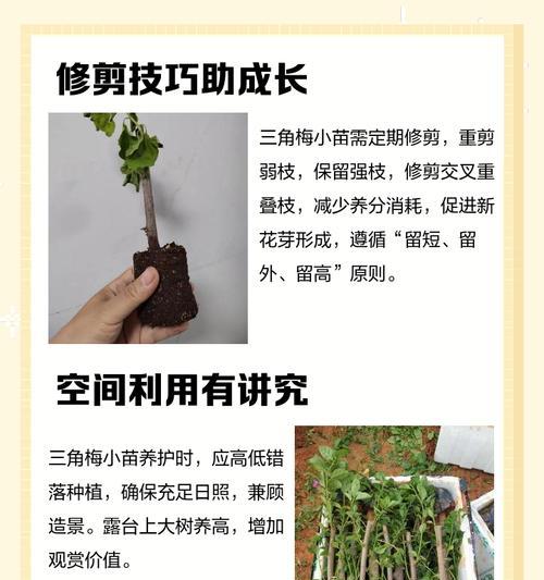 提根三角梅桩怎么养粗？如何让三角梅桩变得更粗壮？