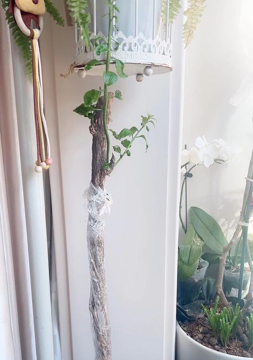 提根三角梅桩怎么养粗？如何让三角梅桩变得更粗壮？