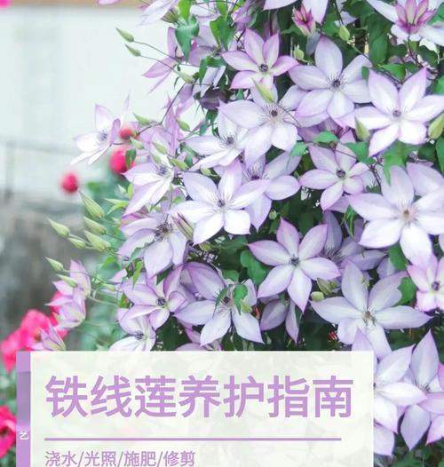 铁线莲小苗换盆步骤是什么？如何正确操作？