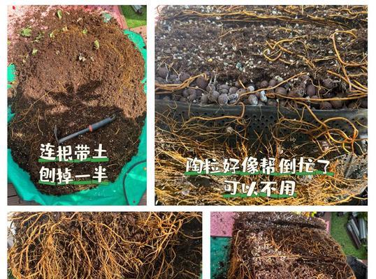 铁线莲小苗换盆步骤是什么？如何正确操作？