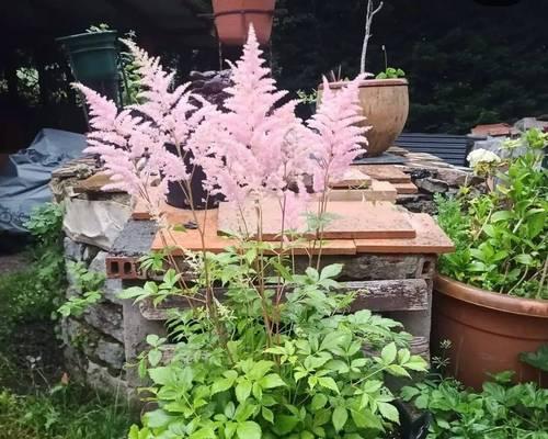 阳台盆栽适合种植哪些花卉？