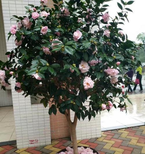 阳台盆栽适合种植哪些花卉？