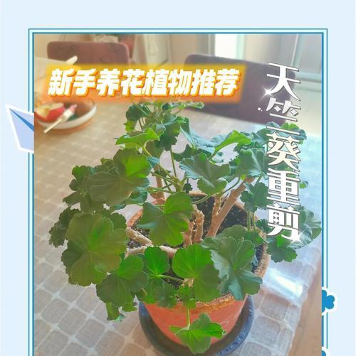 天竺葵老根修剪技巧有哪些？