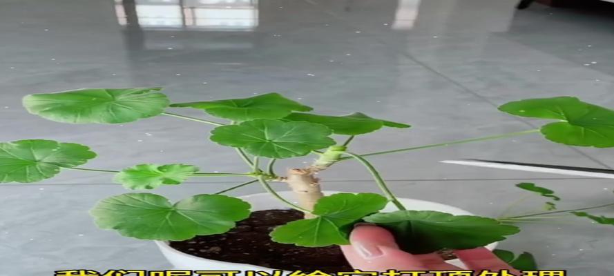 天竺葵老根修剪技巧有哪些？