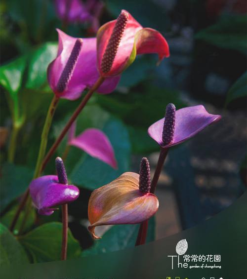 紫掌冬季叶子发黄的原因及解决方法？