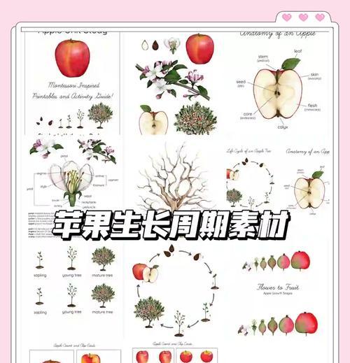 苹果延迟成熟有哪些栽培技术？