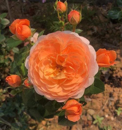 果之阳台指的是哪种花？