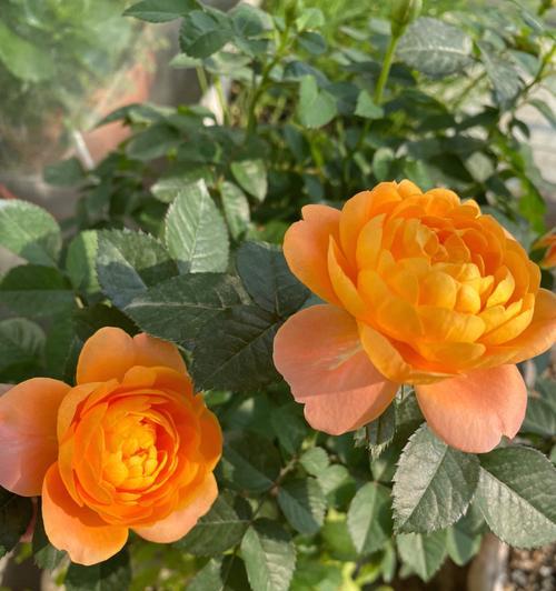 果之阳台指的是哪种花？