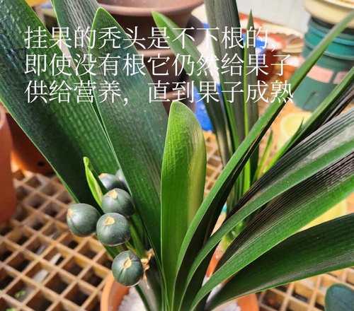 君子兰育种根什么样好活？育种技巧分享！
