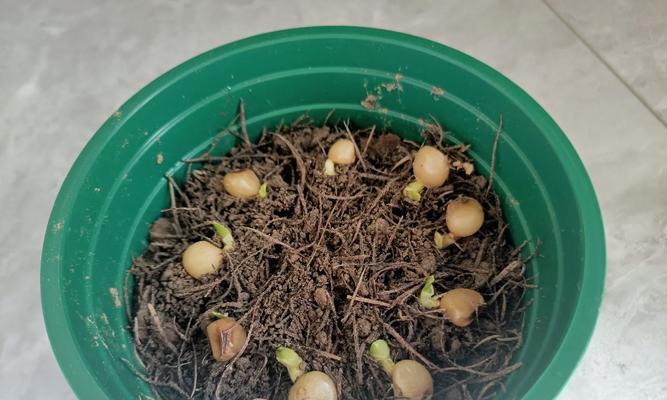 君子兰育种根什么样好活？育种技巧分享！
