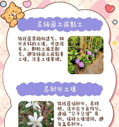 铁线莲根部保养的最佳方式是什么？