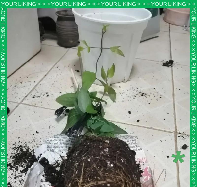 铁线莲根部保养的最佳方式是什么？