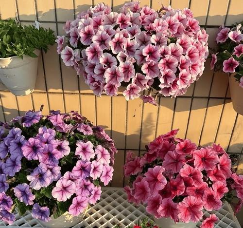 租房阳台应该放什么花？适合阳台种植的花卉种类推荐