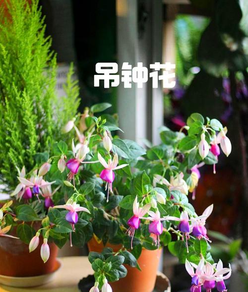 租房阳台应该放什么花？适合阳台种植的花卉种类推荐