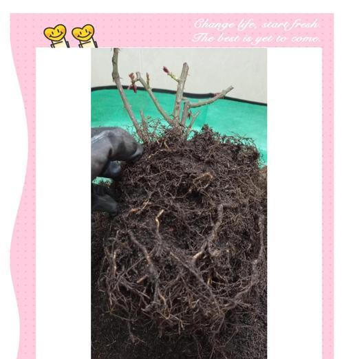 换过盆的月季怎么养护？