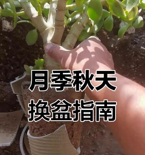 换过盆的月季怎么养护？