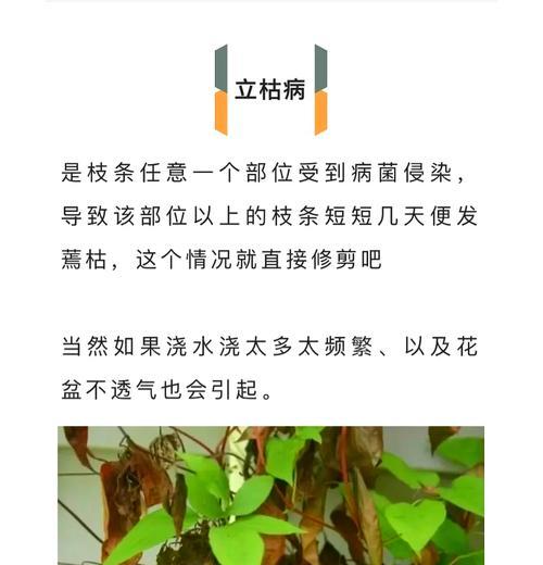 铁线莲冬季室内地暖环境如何养护？