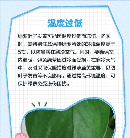 刚种植的苗木叶子发黄的原因及解决方法是什么？