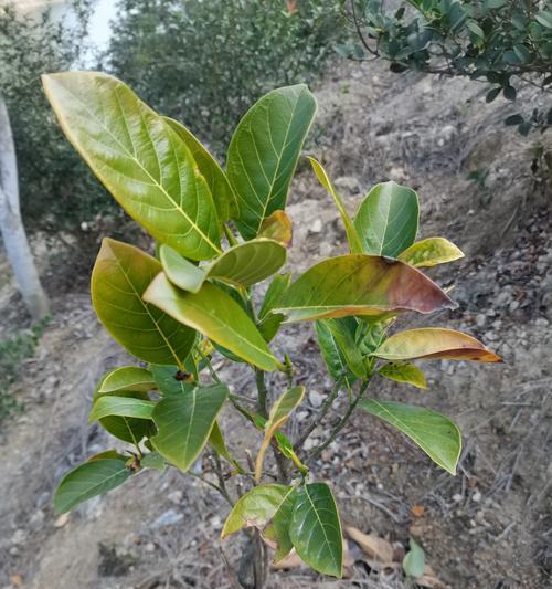 刚种植的苗木叶子发黄的原因及解决方法是什么？