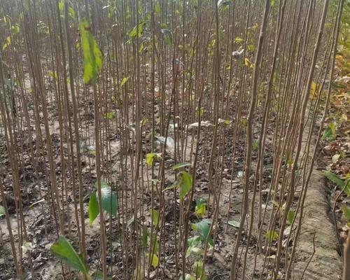 刚种植的苗木叶子发黄的原因及解决方法是什么？