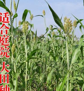 甜杆叶子发黄的处理方法是什么？