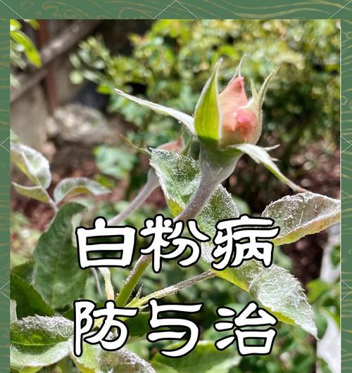初秋种植月季的正确方法是什么？
