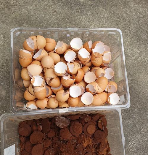 自制鸡蛋肥水肥料的窍门是什么？如何正确制作和使用？