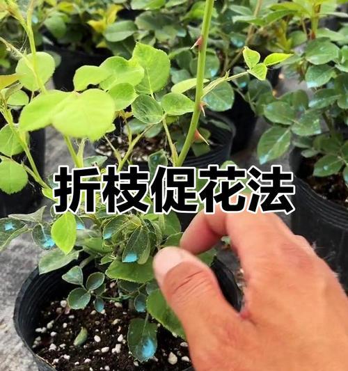折枝花卉盆景的养护技巧有哪些？