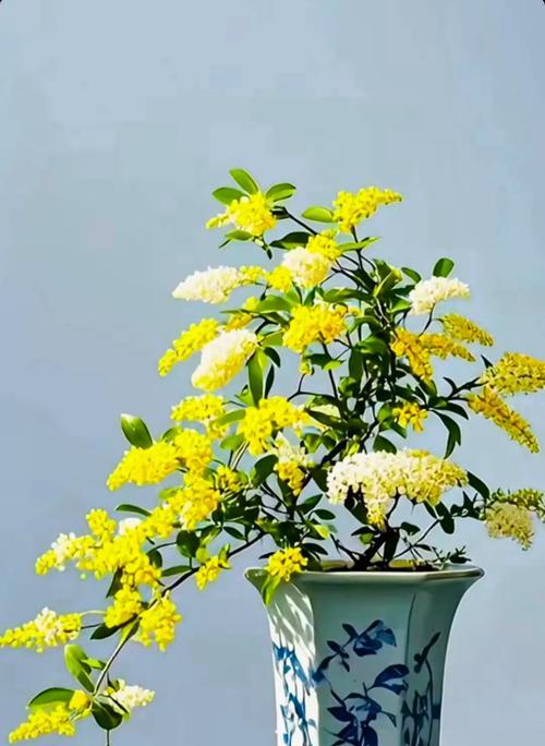 折枝花卉盆景的养护技巧有哪些？