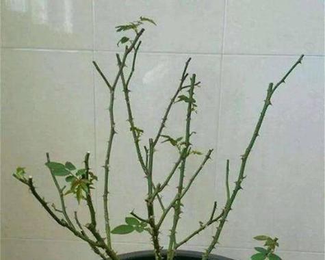 折枝花卉盆景的养护技巧有哪些？
