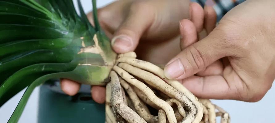 君子兰剩余花根的正确处理方法是什么？