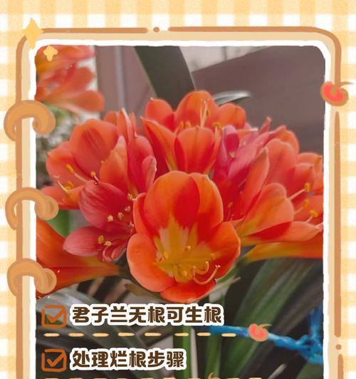 君子兰剩余花根的正确处理方法是什么？