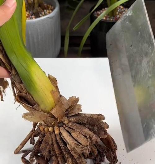 君子兰剩余花根的正确处理方法是什么？