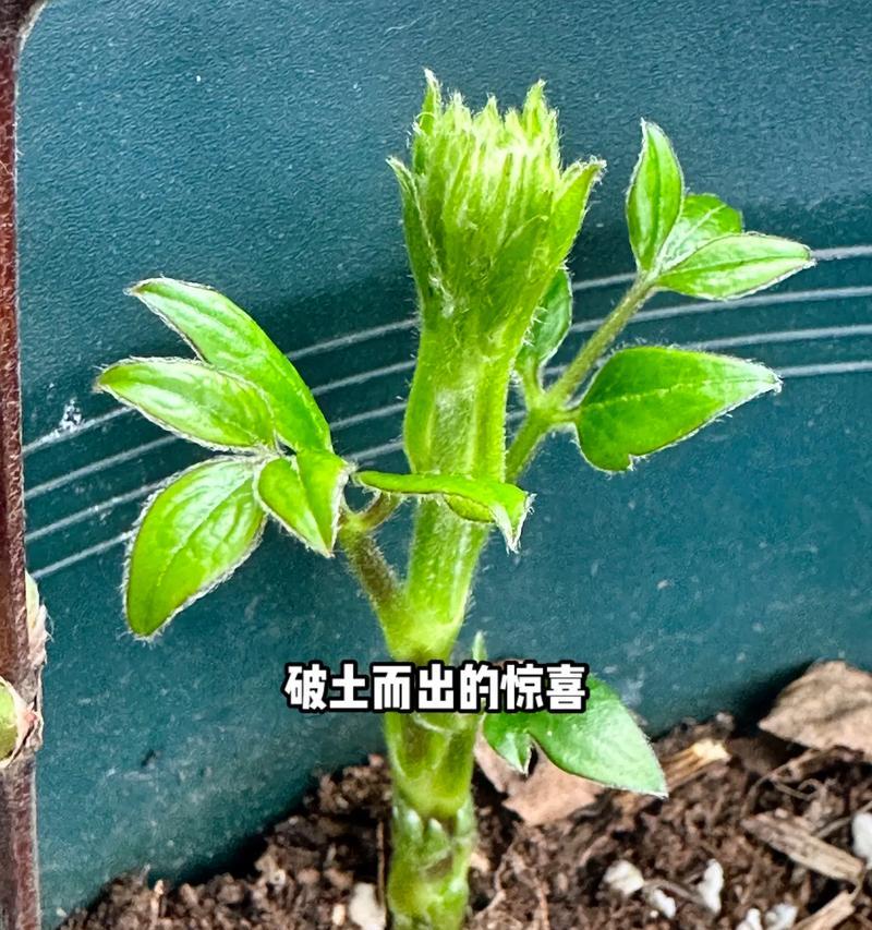 铁线莲修剪后发芽如何正确养护？
