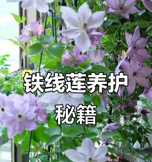 铁线莲修剪后发芽如何正确养护？