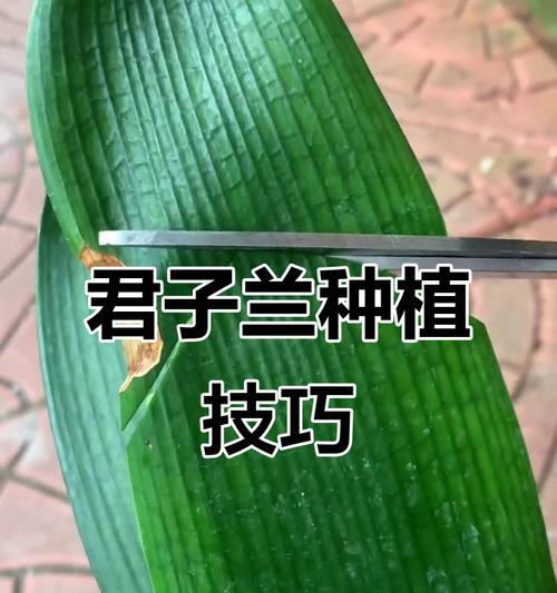 君子兰在黄土中种植的技巧是什么？如何确保君子兰健康生长？