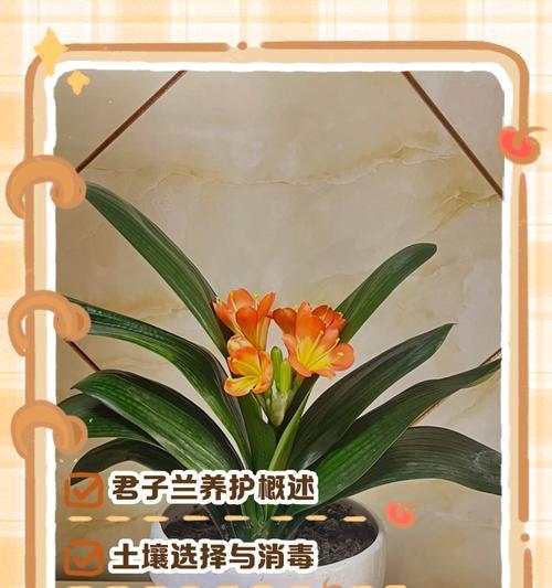 君子兰在黄土中种植的技巧是什么？如何确保君子兰健康生长？