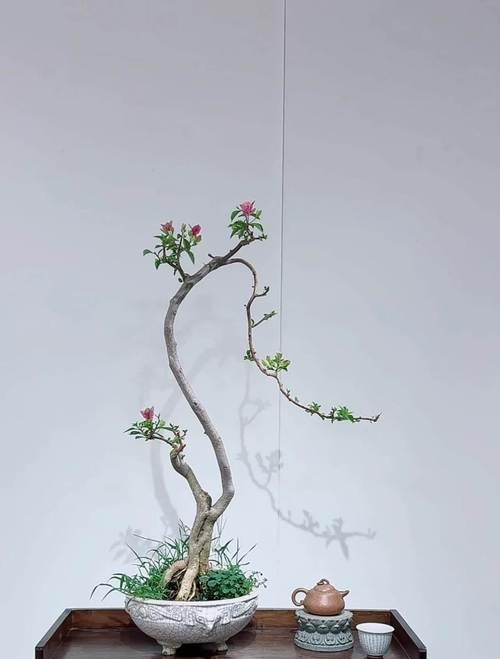 大叶三角梅如何进行造型设计？