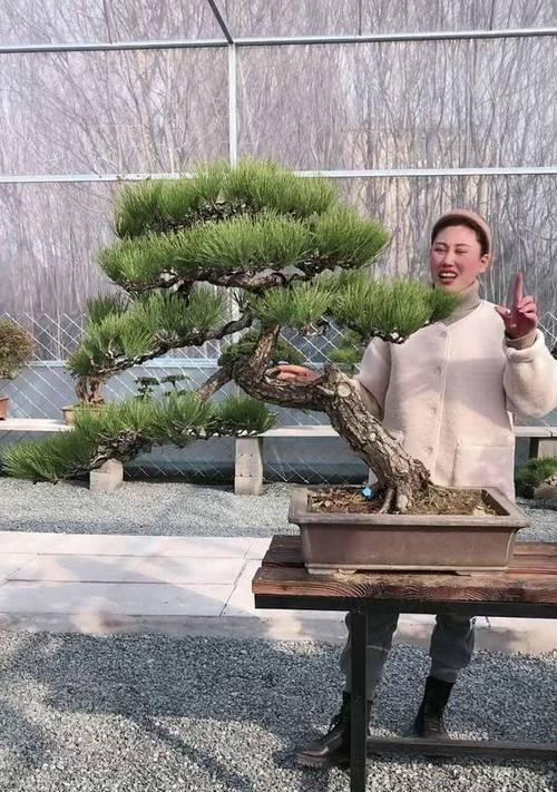 黑松盆景怎么养翠绿的？有哪些养护要点？