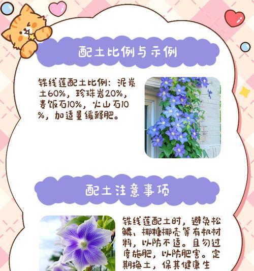 铁线莲长满盆子了怎么办？如何管理？