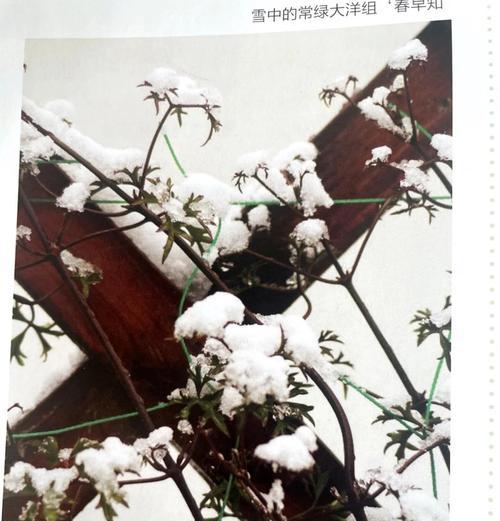 铁线莲长满盆子了怎么办？如何管理？