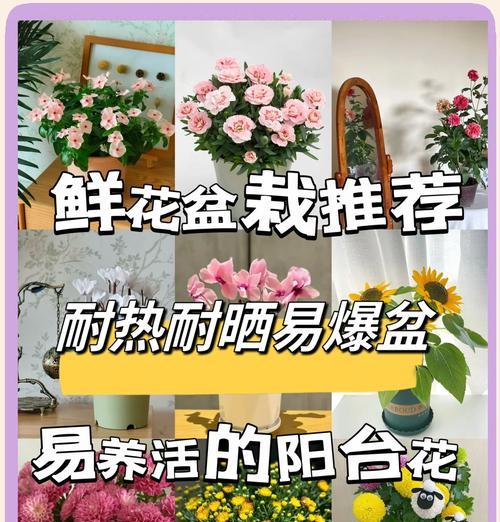 阳台种满花的美观效果和养护要点是什么？
