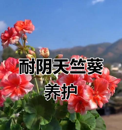 天竺葵河北怎么养？适合的养护方法是什么？