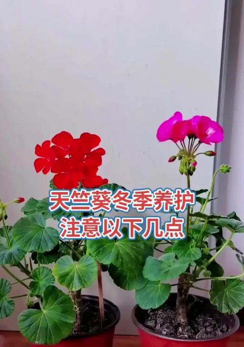天竺葵河北怎么养？适合的养护方法是什么？
