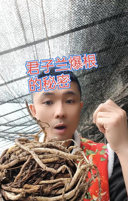 君子兰爆根后修剪的正确方法是什么？