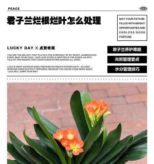 君子兰爆根后修剪的正确方法是什么？