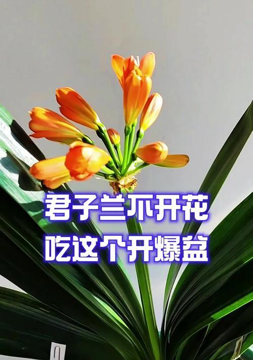什么人养的君子兰不开花？君子兰不开花的原因是什么？