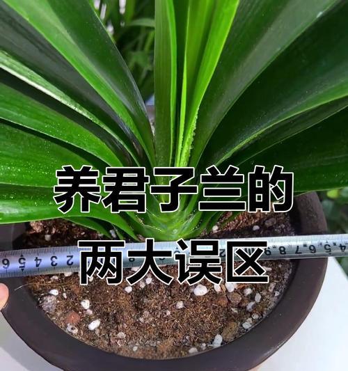 什么人养的君子兰不开花？君子兰不开花的原因是什么？